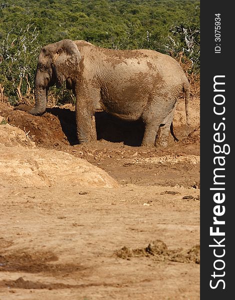 Elephant Playing In The Mud