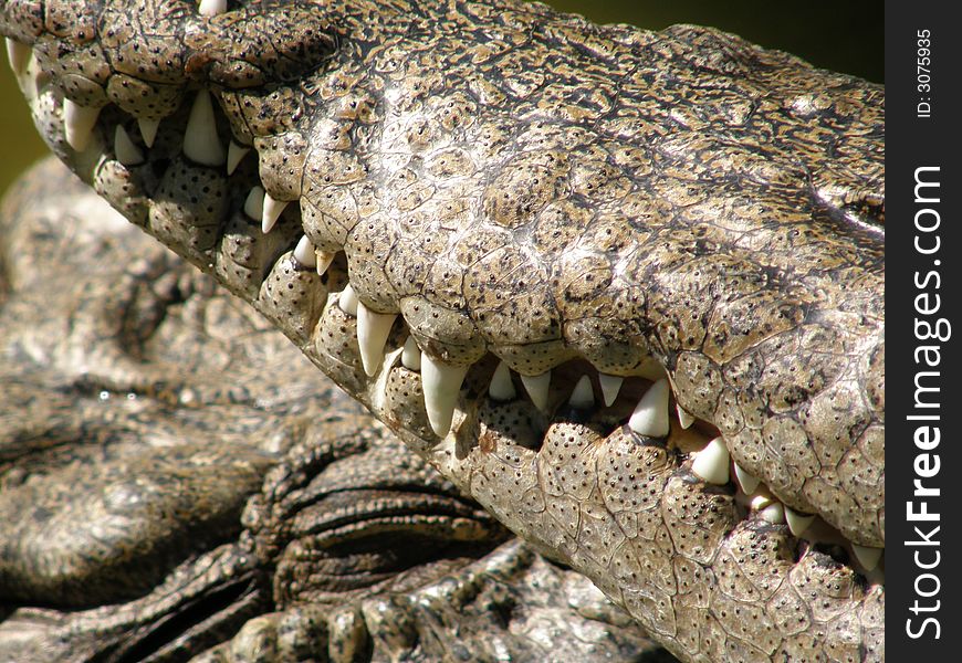 Crocodile closeup, eye, head, mouth