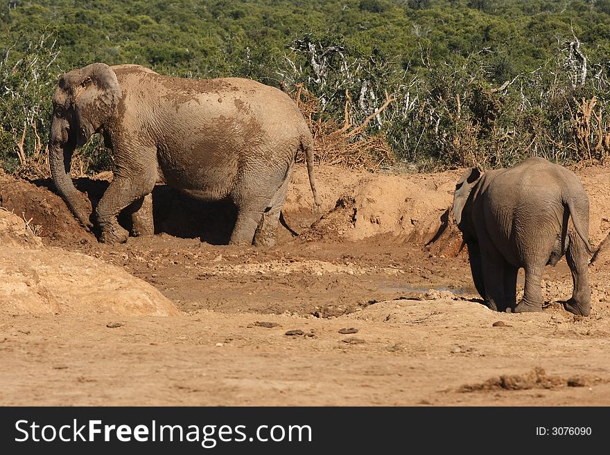 Elephants playing in the mud on a hot day