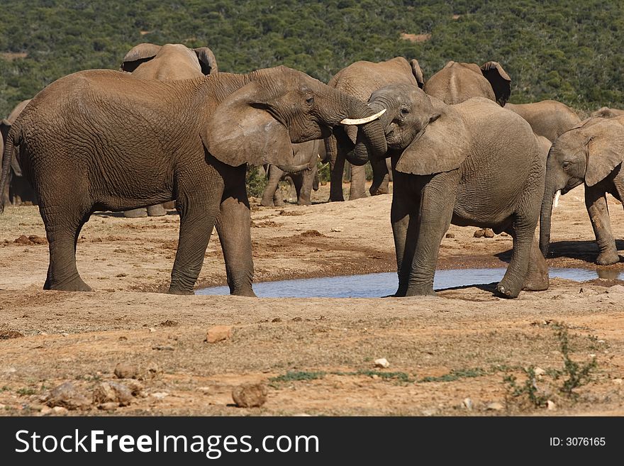 Elephants having a wrestling match at a waterhole. Elephants having a wrestling match at a waterhole