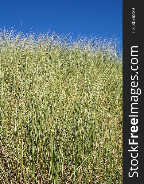 Sand Dune Grass and blue sky