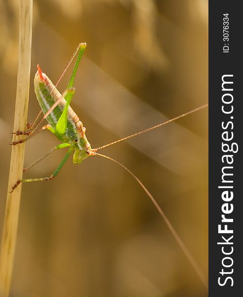 Green cricket which sits on stalk of spelt