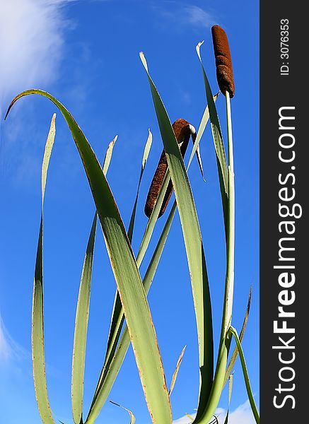 Blossoming cane on a background bright, dark blue, autumn, the sky. A beautiful marsh plant. Blossoming cane on a background bright, dark blue, autumn, the sky. A beautiful marsh plant.