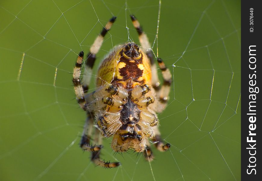 Waiting spider on one's delicately woven net onto sacrifice