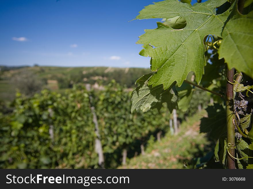 Close up of leaf in a vineyard in Langhe Roero, Italy with a beautiful blu sky. Close up of leaf in a vineyard in Langhe Roero, Italy with a beautiful blu sky