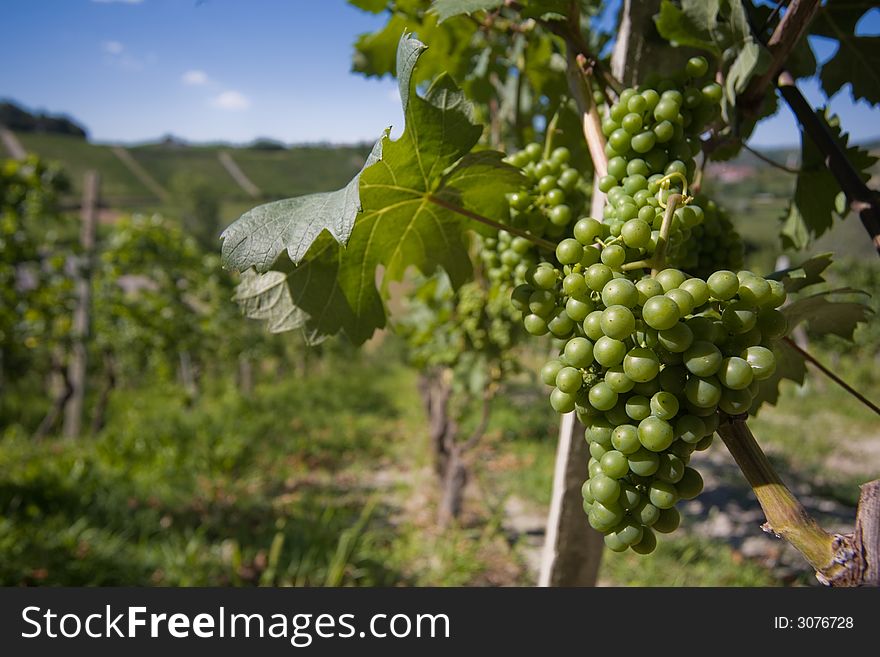 Close up of grapes in a vineyard in Langhe Roero, Italy with a beautiful blu sky