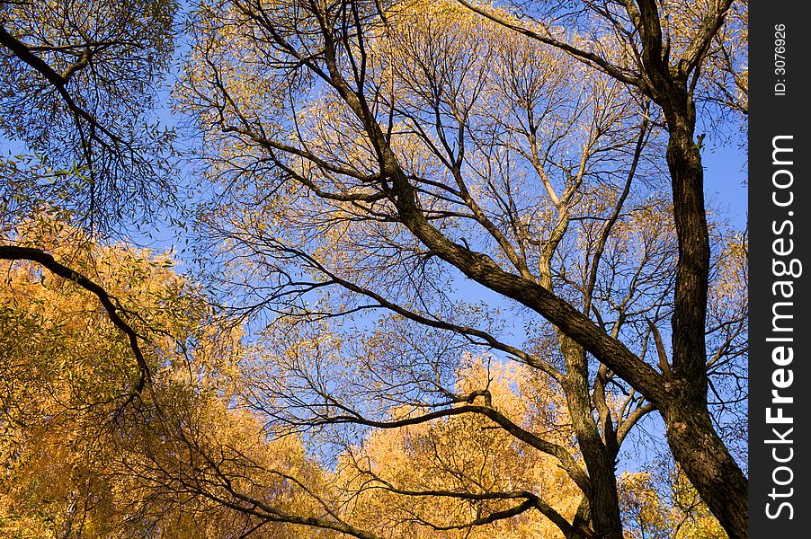 Yellow treetops and blue sky in autumn