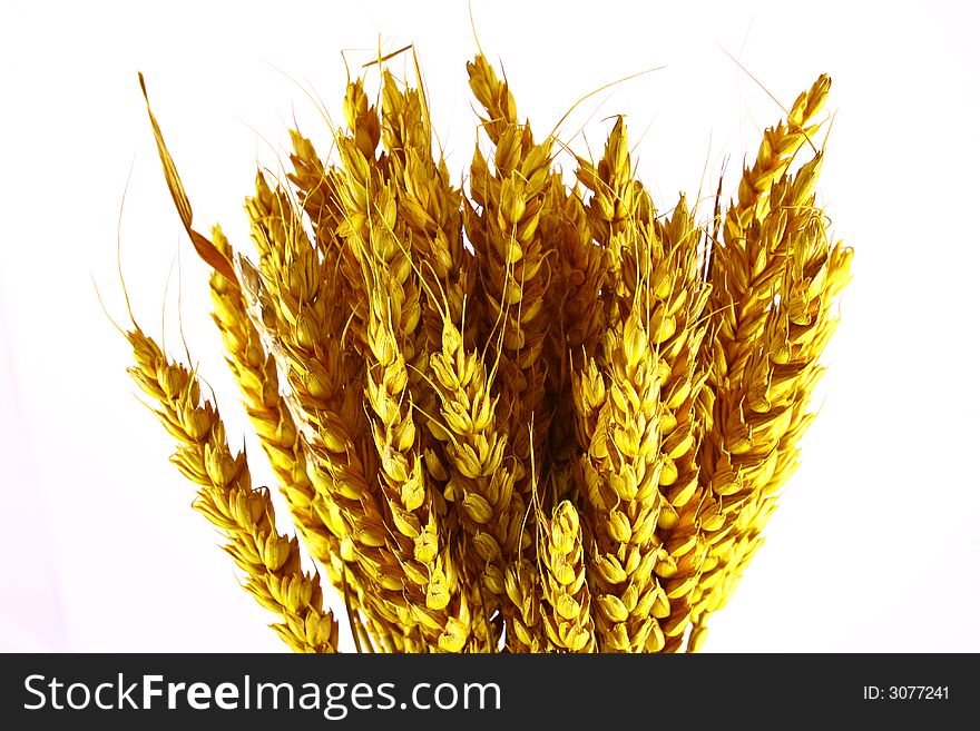 Yellow grain ready for harvest growing in a farm field. Yellow grain ready for harvest growing in a farm field