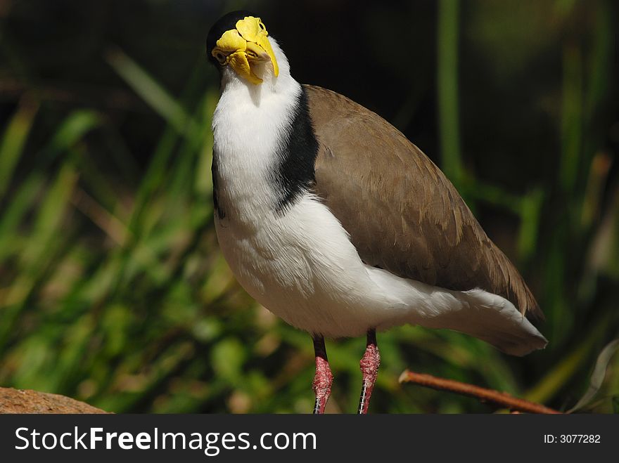 A unique Australian bird - the masked lapwing, staring at the viewer inquisitively. A large bird with long legs, yellow eyes, and a unique yellow mask covering the face. A unique Australian bird - the masked lapwing, staring at the viewer inquisitively. A large bird with long legs, yellow eyes, and a unique yellow mask covering the face.