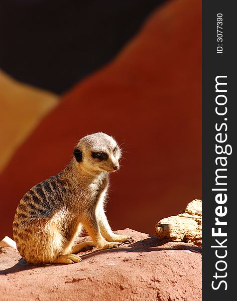 A meerkat sitting in the sun on a rock. A meerkat sitting in the sun on a rock.