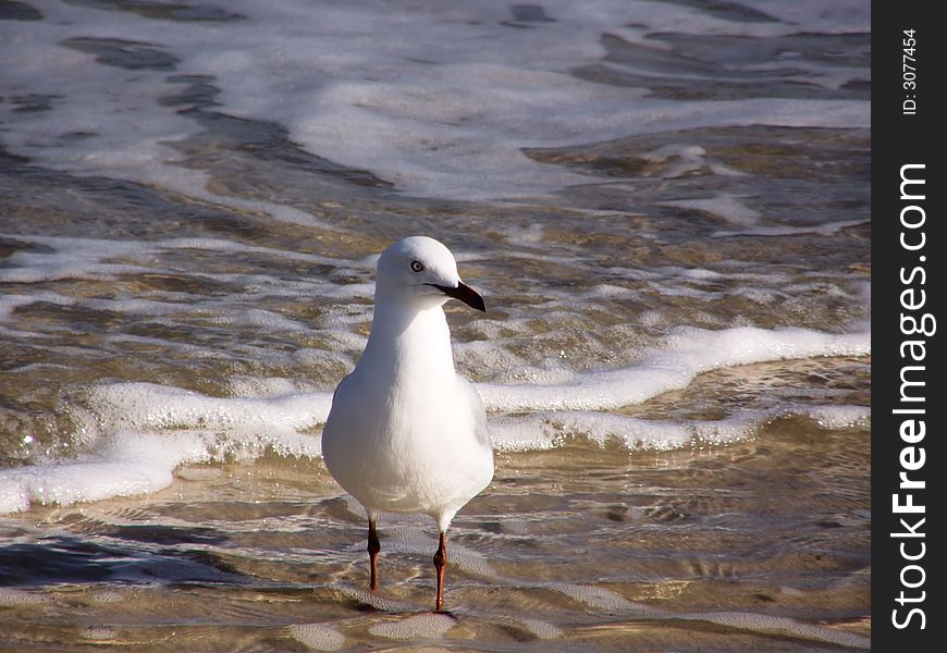 Seagull Bathing In The Sea. Seagull Bathing In The Sea