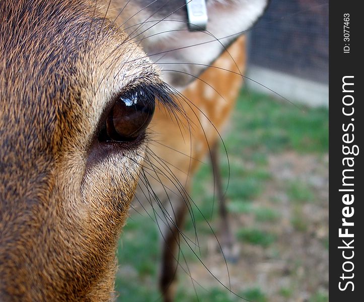 A close up of the eye of a young female Japanese Sika deer. A close up of the eye of a young female Japanese Sika deer.