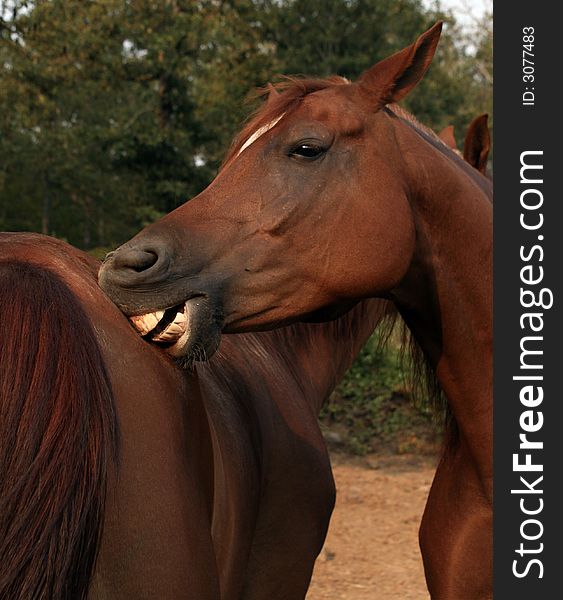 Arabian gelding scratching backside of is pasture buddy. Arabian gelding scratching backside of is pasture buddy