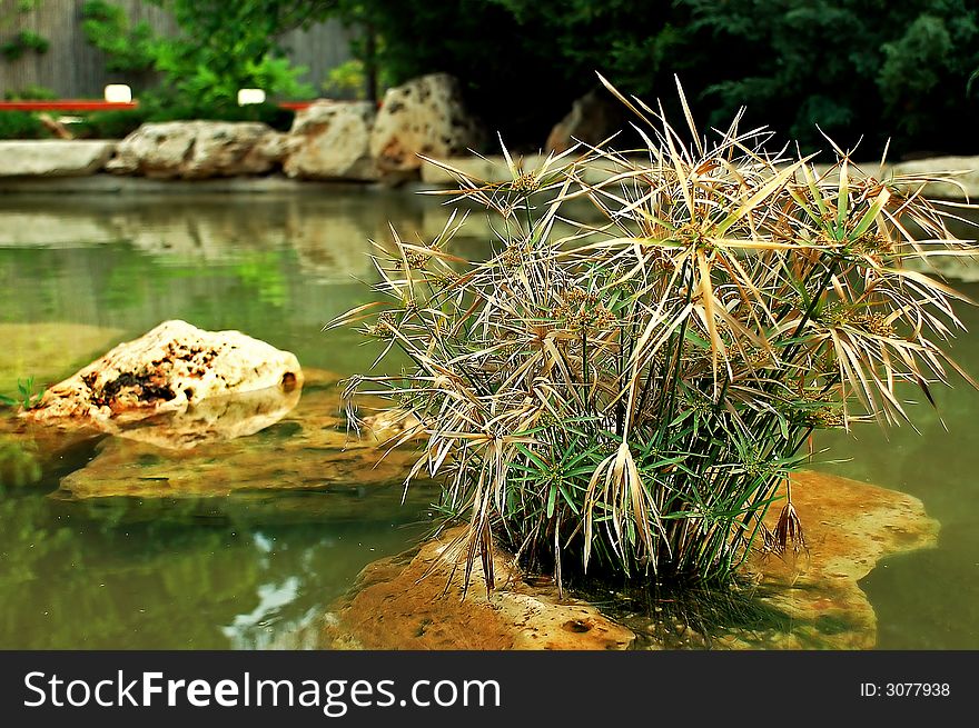 A dry plant growing on a stone in the middle of a lake. A dry plant growing on a stone in the middle of a lake.