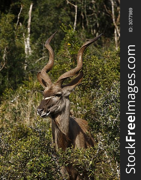 Kudu having a midday snak of green leaves. Kudu having a midday snak of green leaves