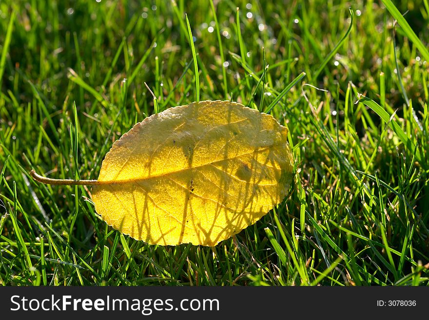 Golden autumn leaf on the green grass with dew