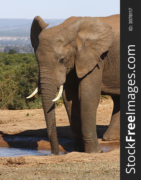 Young elephant bull drinking at a waterhole