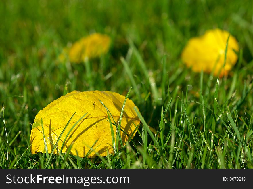 Yellow autumn leaves in the green grass