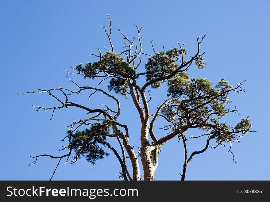 Green fir isolated on blue sky