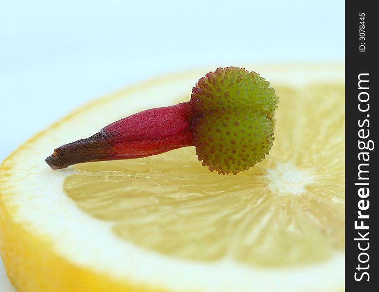 Close up of bud of flower on the lemon