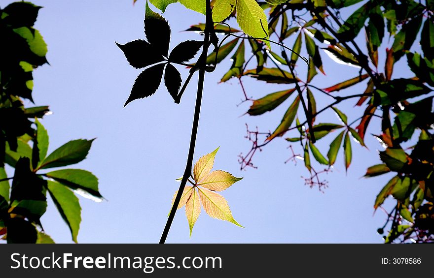 A closeup of some leaves on branches. A single leaf stands out, coloured a pale beige in contrast to the other leaves. A closeup of some leaves on branches. A single leaf stands out, coloured a pale beige in contrast to the other leaves.