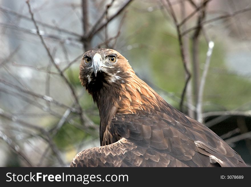 Eagle in ZOO, Moscow, Russia