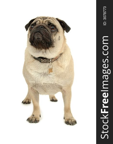 Pug standing on white background. Pug standing on white background