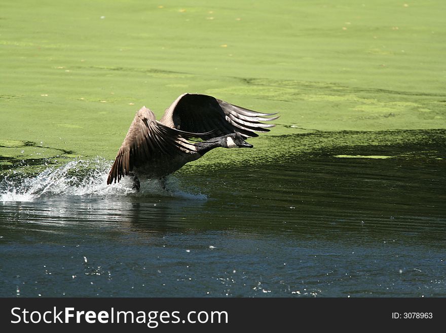 A goose is landing in a pond. A goose is landing in a pond.