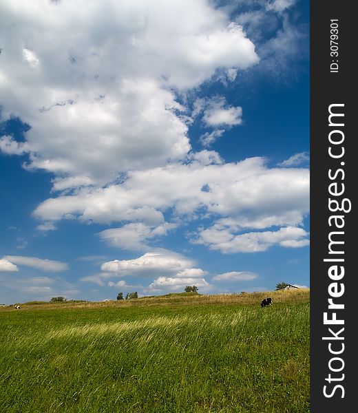 Summer landscape - blue sky with clouds, green meadow with cows. Summer landscape - blue sky with clouds, green meadow with cows