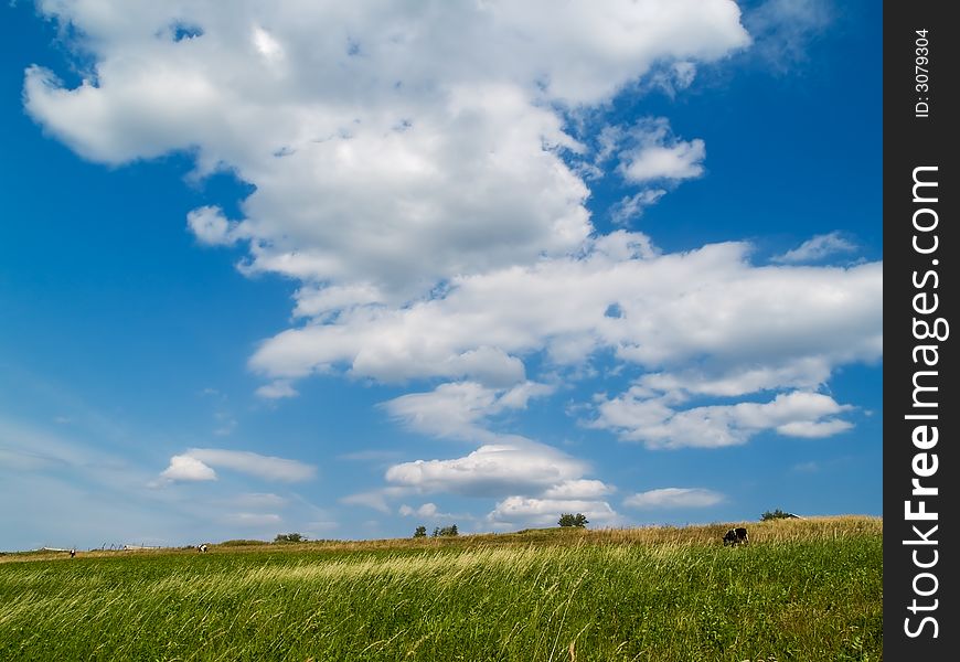 Summer landscape - blue sky with clouds, green meadow with cows. Summer landscape - blue sky with clouds, green meadow with cows