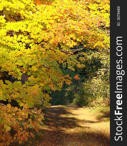 A country road surrounded by peak fall foliage