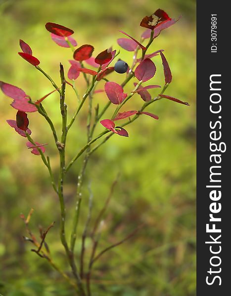 Bush of a bilberry with red leaves and a berry