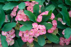 Crown Of Thorns Flowers Royalty Free Stock Photos Crown Of Thorns Flowers Royalty Free Stock Photos