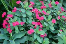 Crown Of Thorns Flowers Stock Image Crown Of Thorns Flowers Stock Image