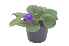 African Violet Royalty Free Stock Photos