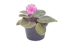 African Violet Stock Photography