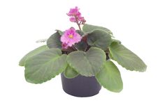 African Violet Stock Photos