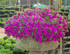 Petunia  Blossom Royalty Free Stock Image