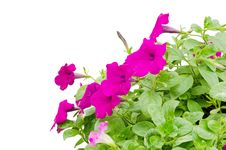 Petunia Stock Photography Petunia Stock Photography