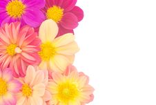Dahlia Royalty Free Stock Images