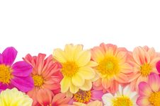 Dahlia Royalty Free Stock Photography