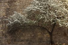 Flowering Tree In Lviv Royalty Free Stock Photography Flowering Tree In Lviv Royalty Free Stock Photography