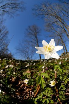 Anemone Nemorosa. Wood Anemone Stock Image Anemone Nemorosa. Wood Anemone Stock Image