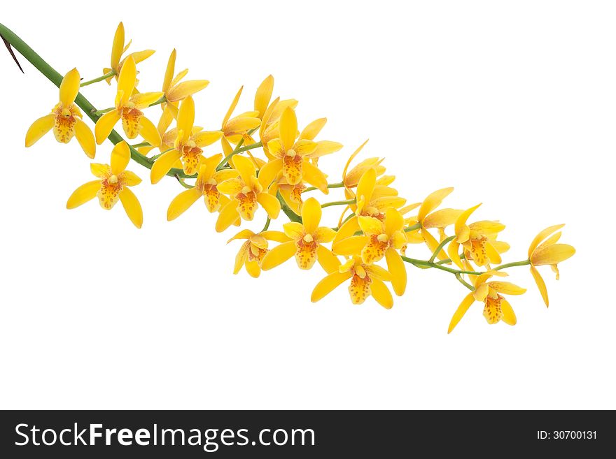 Yellow cymbidium orchid isolated on white background. Yellow cymbidium orchid isolated on white background