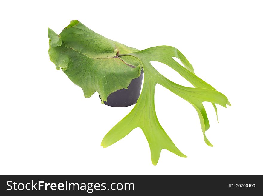 Staghorn fern isolated on white background