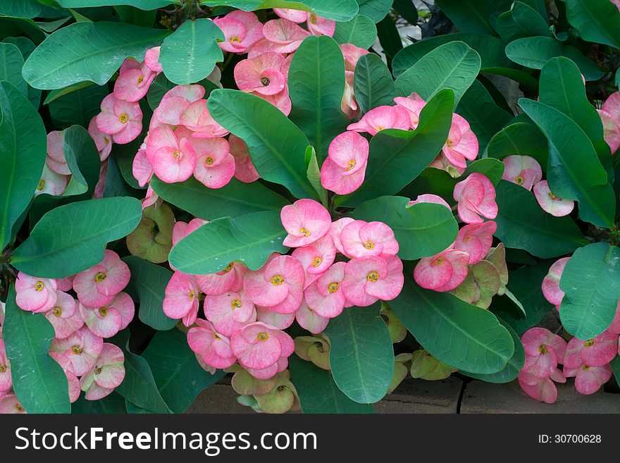 Crown of thorns flowers