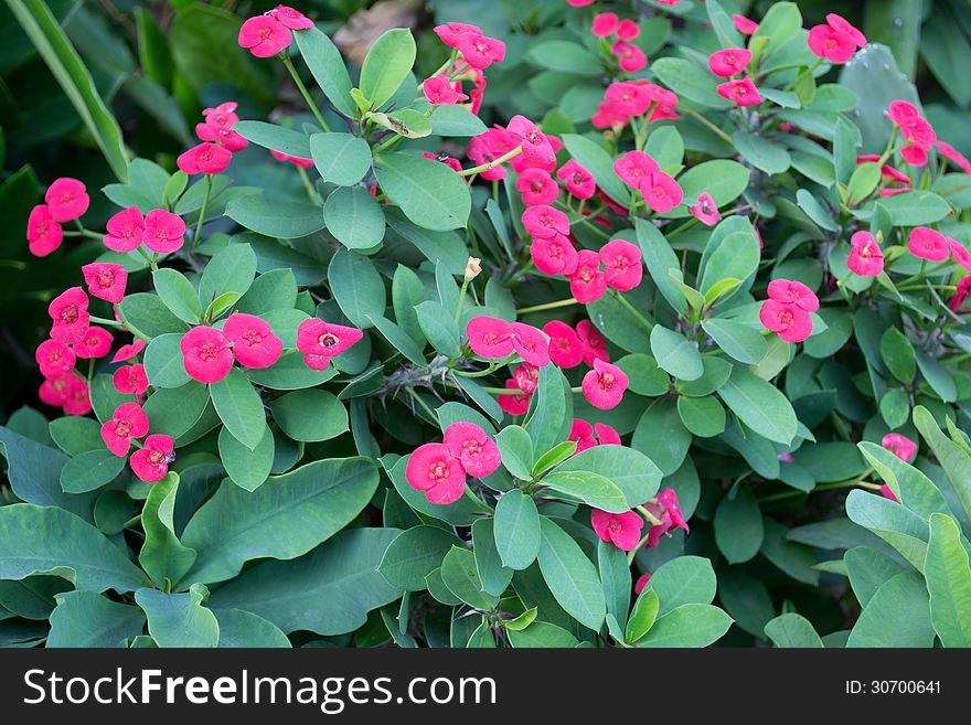 Crown Of Thorns Flowers