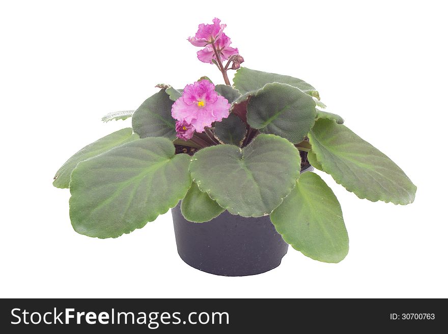 African violet in flowerpot isolated on white background