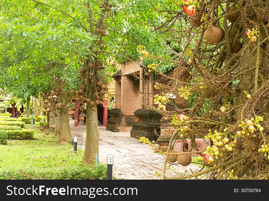 The Buddhists believe that Buddha was born under the Salavan tree. The Buddhists believe that Buddha was born under the Salavan tree.