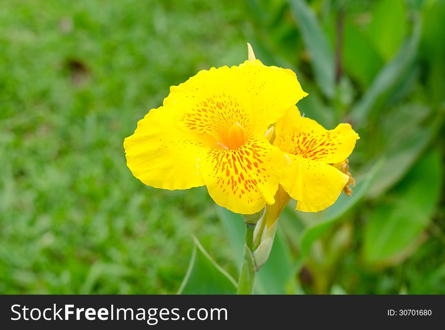 Closeup of Yellow Canna flowers